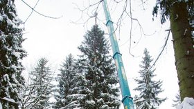 Vánoční strom pro Prahu vyrostl v Rudolfově dole nad Jánskými lázněmi