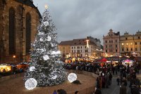 Plzeň vybrala vánoční strom: Náměstí Republiky letos ozdobí 13 metrů vysoký smrk ze Skvrňan