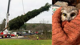 Vyděšená sovička se tři dny skrývala ve vánočním stromě: Našli ji až dělníci, kteří ho stavěli