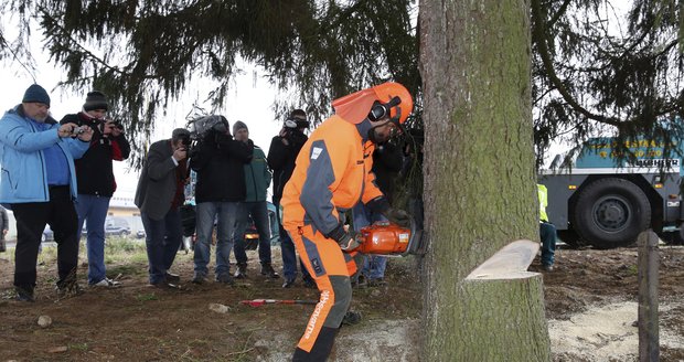 Dřevorubec v České Lípě porazil vánoční strom pro Prahu