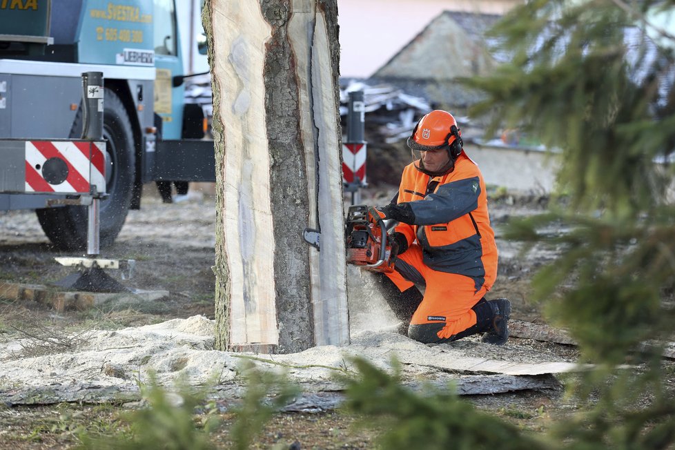 Dřevorubec v České Lípě porazil vánoční strom pro Prahu