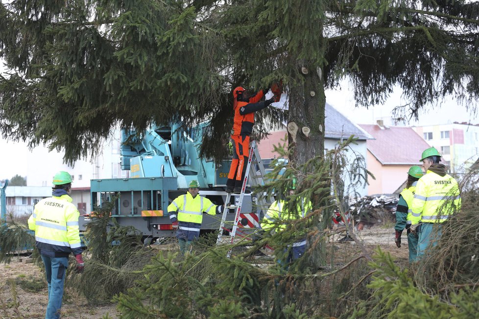 Dřevorubec v České Lípě porazil vánoční strom pro Prahu.