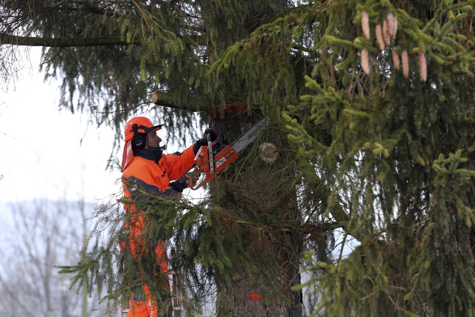 Dřevorubec v České Lípě porazil vánoční strom pro Prahu