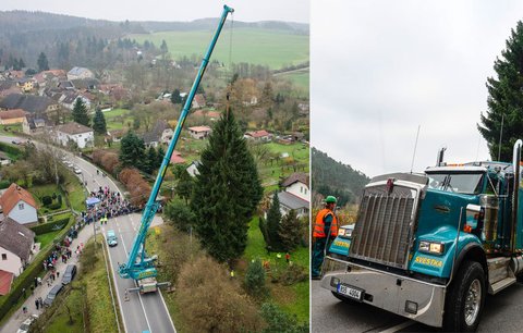 Tenhle fešák zazáří na Staromáku: Na zahradě seniora porazili vánoční strom pro Prahu!