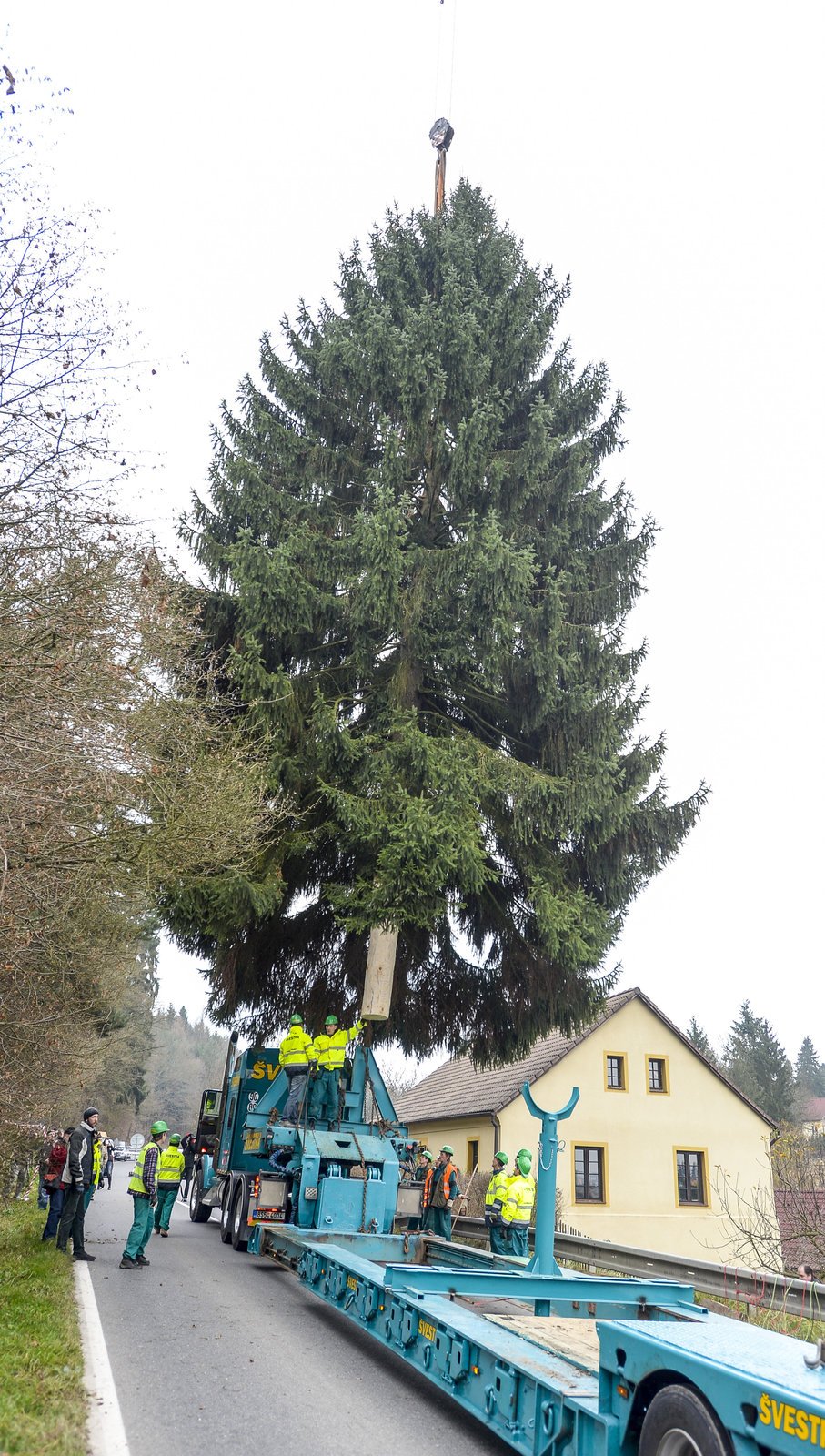 Vánoční strom pro Prahu porazili 23. listopadu 2014 v Nespekách na Benešovsku.