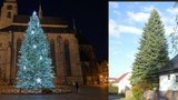 Plzeň vybrala vánoční strom: Zhasínat kvůli úspoře elektřiny nebude