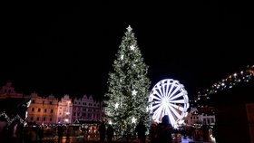 Plzeň hledá vánoční strom! Zn: Pohledný jehličnan na dobře přístupném pozemku