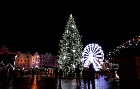 Plzeň hledá vánoční strom! Zn: Pohledný jehličnan na dobře přístupném pozemku