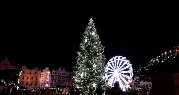 Plzeň hledá vánoční strom na náměstí Republiky do centra města. .
