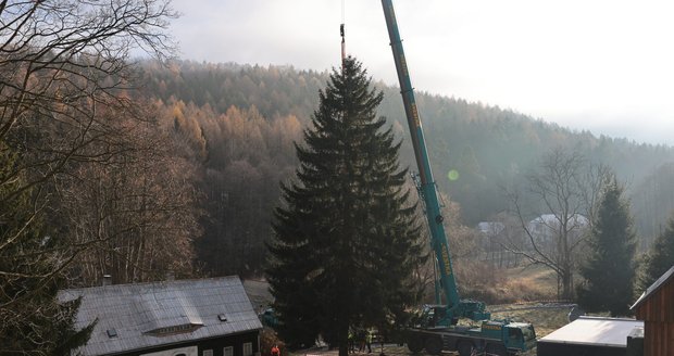 V Jiřetíně pod Jedlovou v sobotu 22. listopadu 2025 kácí vánoční strom pro Prahu.