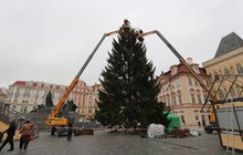 Vánoční strom v metropoli už stojí! »Parádí« ho na sobotu