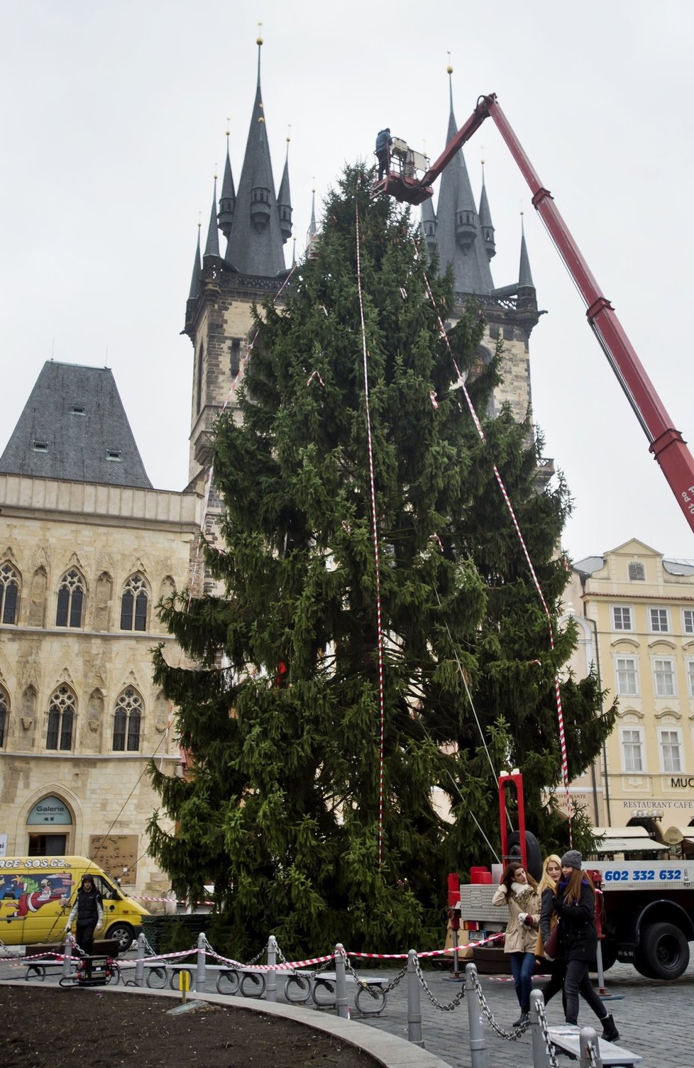 Strom budou zajišťovat speciální lana, aby se neopakovala situace z roku 2003, kdy se strom zřítil a zranil pět lidí.