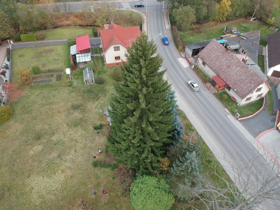 Staroměstské náměstí bude zdobit vánoční strom ze Semil na Liberecku.