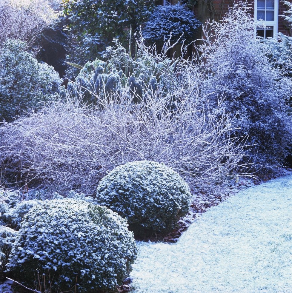 Zahrada v zimě