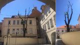 Kauza „zprzněného“ stromu v Praze: Prořezat se měly jen větve směrem do ulice