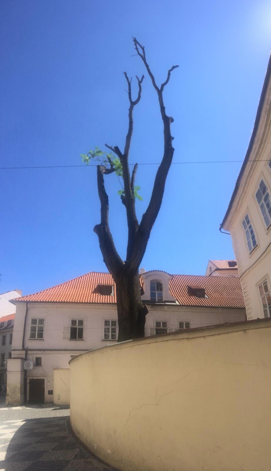 Vzrostlý pajasan měli pracovníci prořezat jen na místech, kde hrozil pád větví do ulice. Takhle to dopadlo.