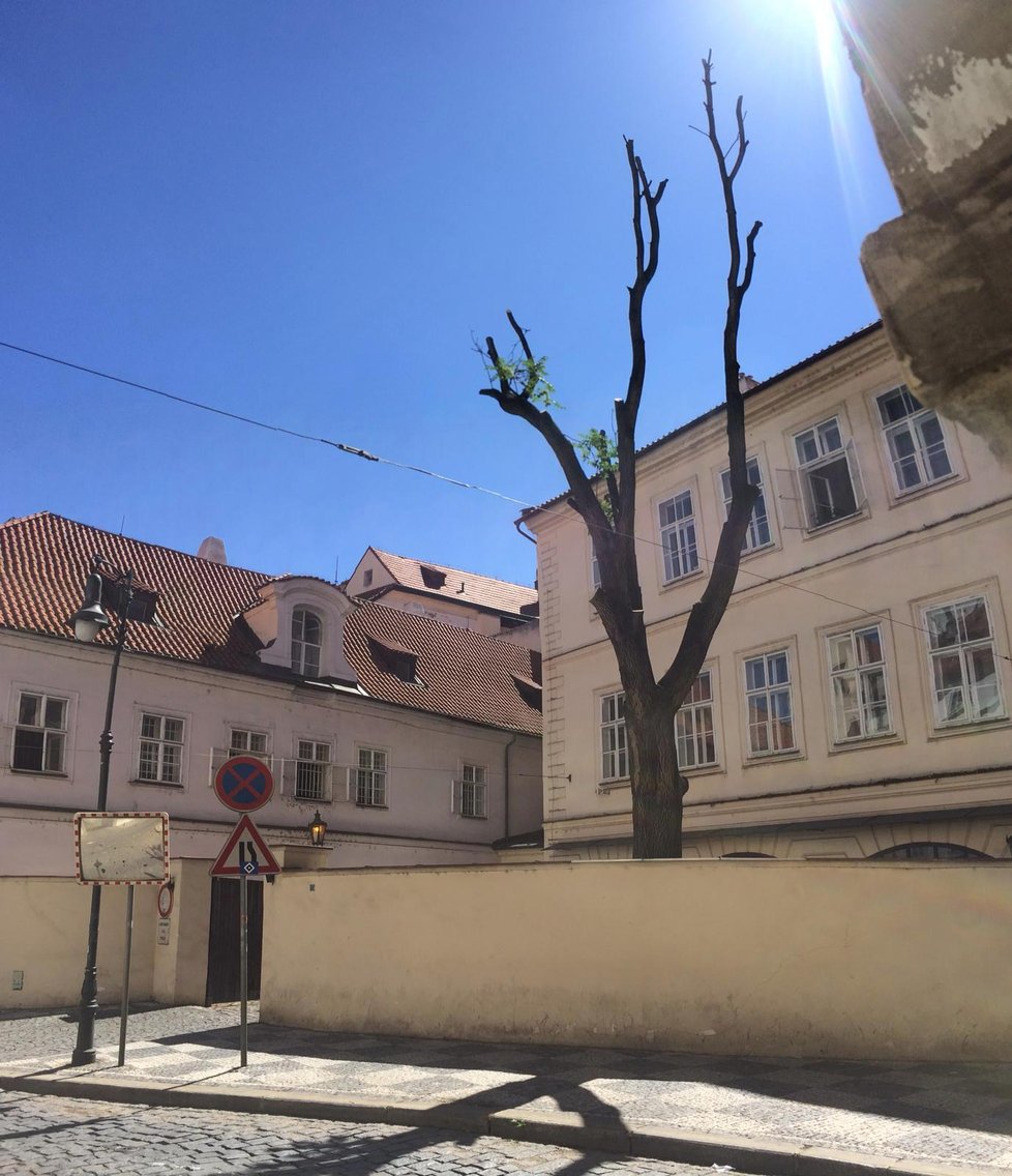 Vzrostlý pajasan měli pracovníci prořezat jen na místech, kde hrozil pád větví do ulice. Takhle to dopadlo.