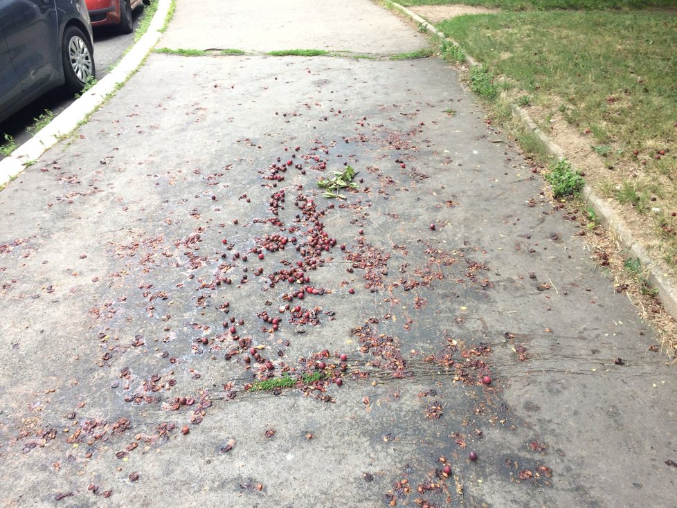 V Jablonecké ulici na Proseku chodcům překáží popadané plody stromu, úklid tu neprobíhá.