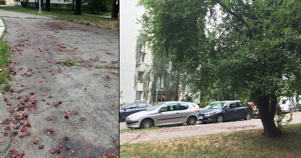 V Jablonecké ulici na Proseku chodcům překáží popadané plody stromu, úklid tu neprobíhá.