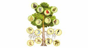 Polámaný strom života: Jak hromadné vymírání ohrozí člověka?