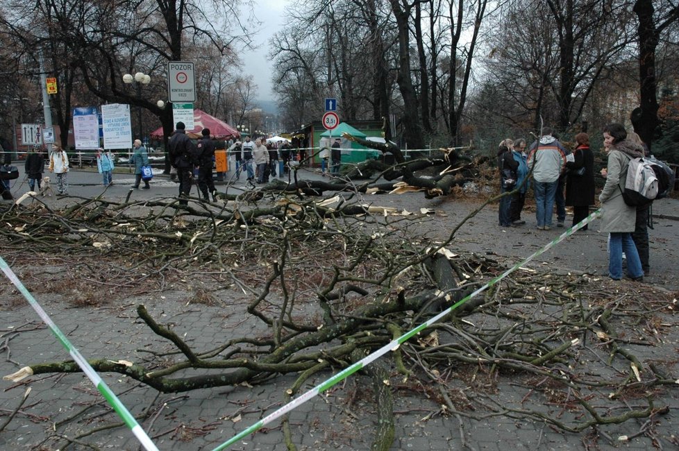 Mluvčí magistrátu novinářům řekla, že strom měl porušený kořenový bal. Pokácet se bude muset i druhý strom, který by mohl spadnout.