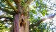 Vilémovický tis: V Zámeckém parku ve Vilémovicích na Vysočině stojí mohutný tis, který je pravděpodobně nejstarším stromem Česku a možná i ve střední Evropě. Stáří stromu se odhaduje mezi 1500 a 2000 lety. Jedná se však o starší odhady a moderní odborná vědecká analýza nebyla nikdy provedena – odhadování stáří tisů je náročné, neboť v některých příhodných lokalitách mohou růst mnohem rychleji než jinde. Dle pověsti nalezli Vilémovický tis v roce 1210 benediktini kolonizující oblast a jako jediný z okolních stromů jej nechali stát, neboť tis považovali za symbol smrti.