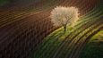 Rozkvetlý strom v jihomoravských vinicích na snímku Martina Raka