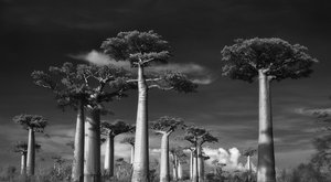 Galerie: Nejstarší stromy na Zemi jsou jako z jiné planety