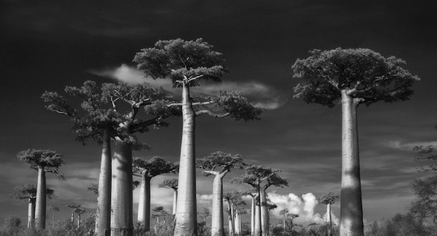 Galerie: Nejstarší stromy na Zemi jsou jako z jiné planety