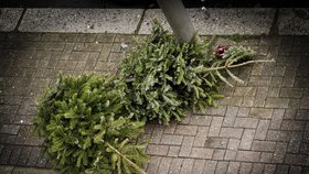 Co se stromkem po Vánocích? Tipy, jak ho využít nebo zlikvidovat  bez velkého nepořádku
