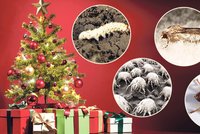 Vánoční stromeček parazitů domeček: A peklo pro alergiky