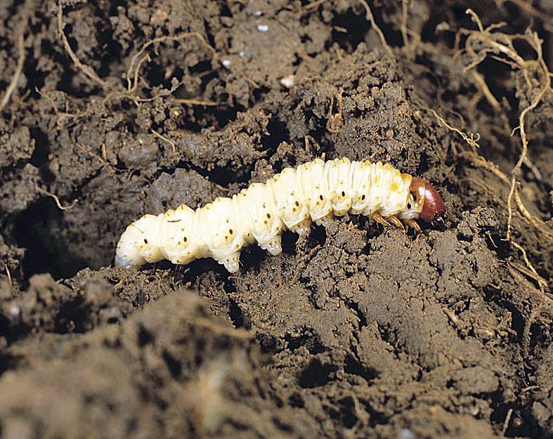 hornokřídlec chmelový (larva)