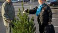 Pinus sylvestris, 299 korun (10,50 Euro)