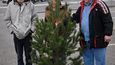 Pinus sylvestris, 299 korun (10,50 Euro)