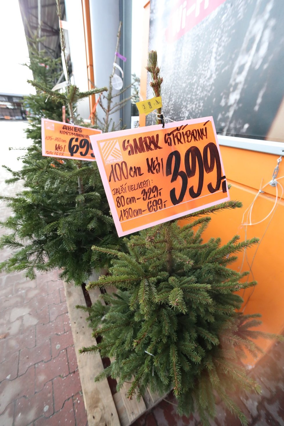 Prodej vánočních stromků: kde a za kolik ho seženete?