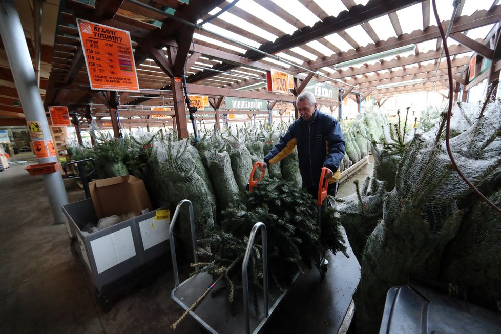 Prodej vánočních stromků: kde a za kolik ho seženete?