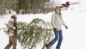 Pozor na alergii z vánočního stromku! Abyste jí předešli, stromek by měl být co nejčerstvější.