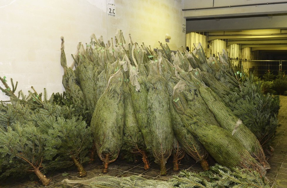 Prodej vánočních stromků už začal. Ceny se podle prodejců výrazně nezměnily. (ilustrační foto)