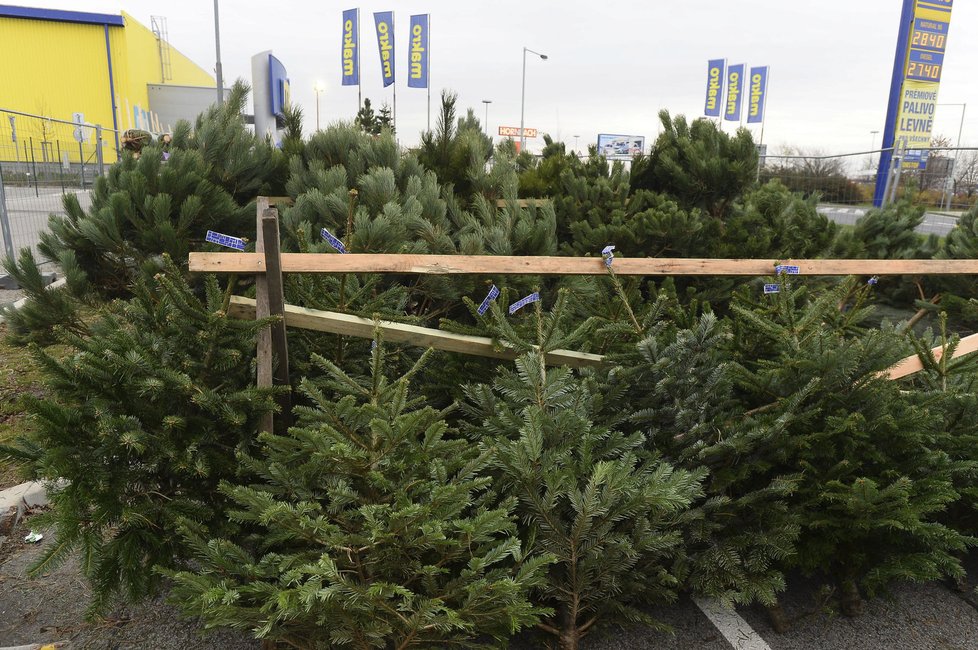 Prodej vánočních stromků už začal. Ceny se podle prodejců výrazně nezměnily. (ilustrační foto)