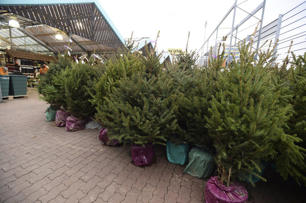 Prodej vánočních stromků už začal. Ceny se podle prodejců výrazně nezměnily