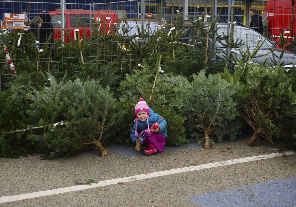 Prodej vánočních stromků už začal. Ceny se podle prodejců výrazně nezměnily