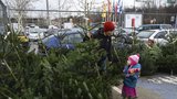 Velký přehled vánočních stromků: Víme, kde a za kolik je koupíte