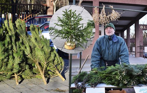 Velké srovnání cen vánočních stromků: Kde a za kolik je v Praze seženete?