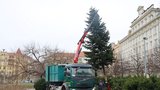 Vánoční stromky z Prahy 3 neskončí ve spalovně. Poslouží k opravě kolotoče na dětském hřišti 