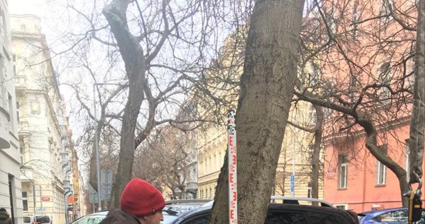 Unikátní stromořadí v Lužické ulici na Vinohradech testovali. V jaké jsou stromy kondici?