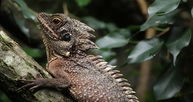 Stromová agama v plzeňské zoo.