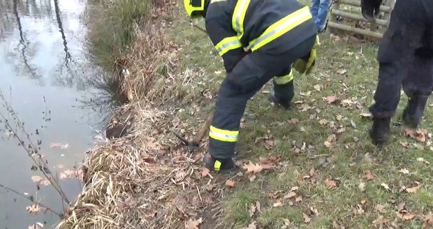 Strážníci a hasiči vyprošťovali psa z bobří nory ve Stromovce