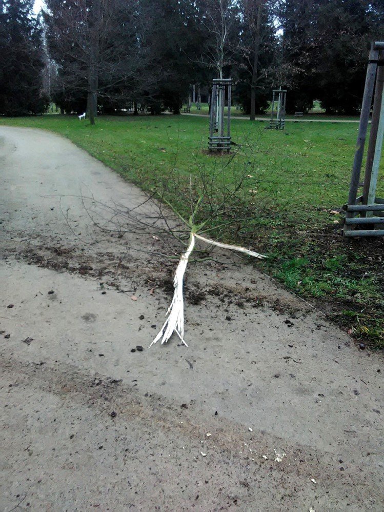 Ve Stromovce opakovaně řádí vandalové, lesníci apelují na ohleduplnost.