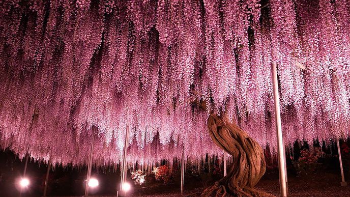 144 let starý strom v Japonsku