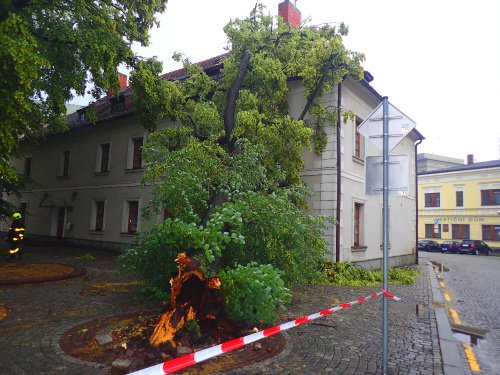 V centru Opavy v ulici Rybí trh spadla v úterý ráno 15 metrů vysoká lípa, v dolní části uhnilá, na objekt římskokatolické diecéze a poškodila jeho střechu.